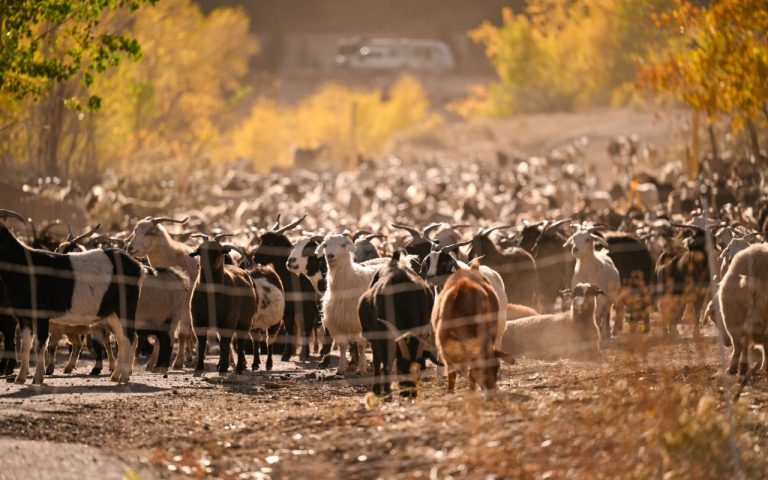 The True GOATS of Wildfire Mitigation